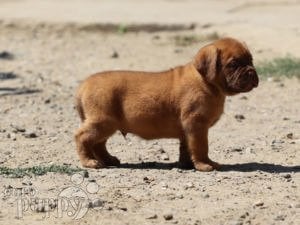 French Mastiff puppy