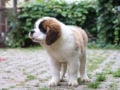 Saint Bernard puppy for sale