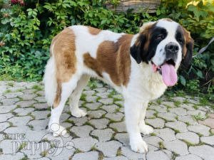 Golden st bernard hot sale puppies for sale