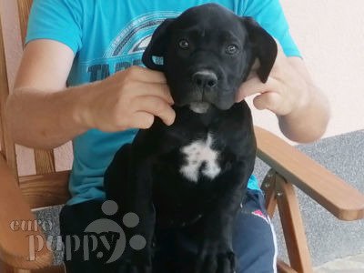 Cane Corso puppy