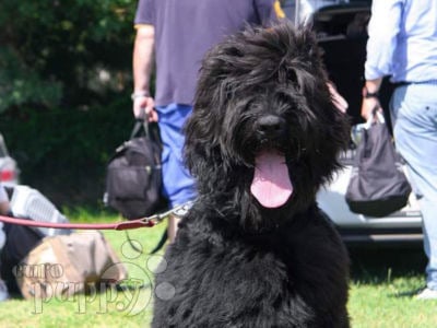 Black Russian Terrier puppy