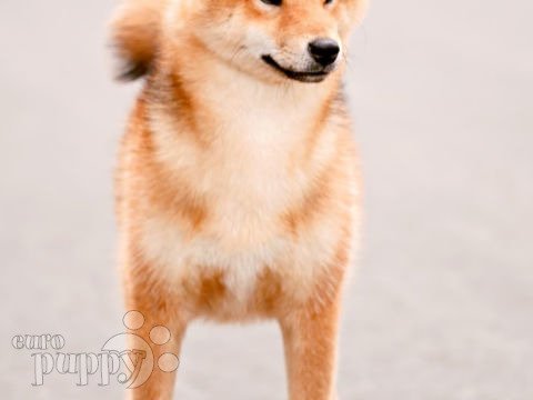 Shiba Inu cachorro en venta
