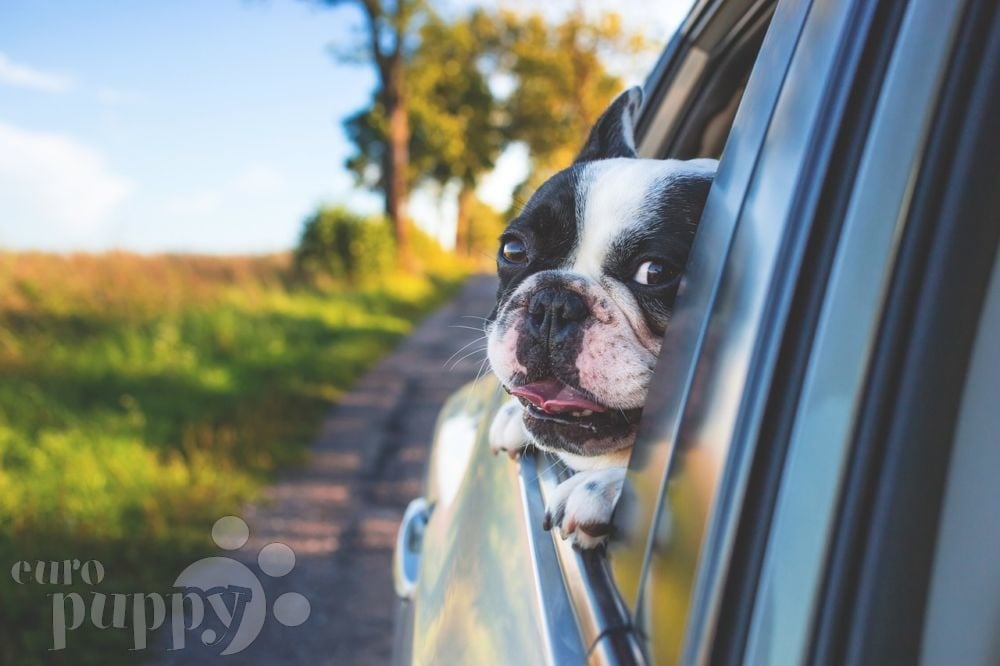 Tips for Traveling with a Dog