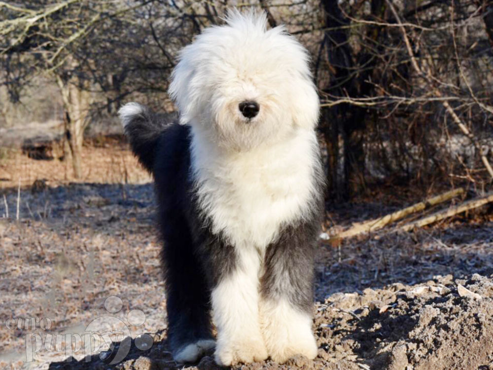 can a old english sheepdog live in india