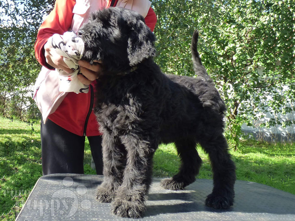 can a black russian terrier live in burkina faso