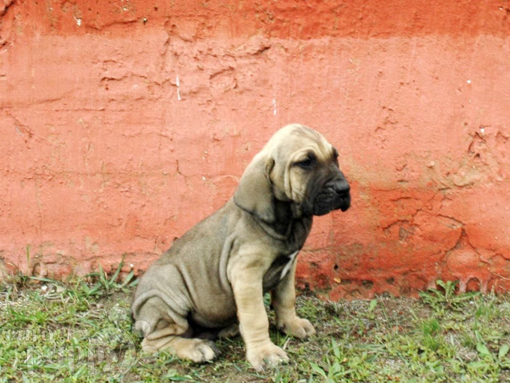 kopen Petulance Groot Bonito - Fila Brasileiro Puppy for sale | Euro Puppy