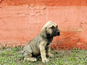 Fila Brasileño puppy