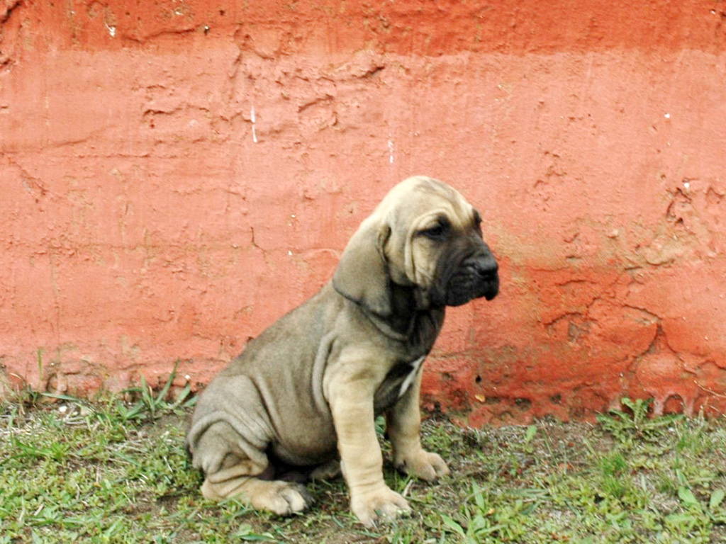 Sastre Torpe Entretener Bonito - Fila Brasileño Puppy for sale | Euro Puppy