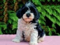 Cavapoo puppy for sale