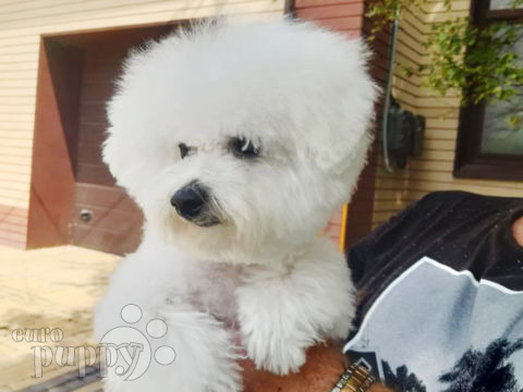 Bichon Frise puppy