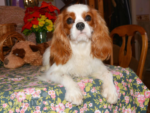Cavalier King Charles Spaniel puppy