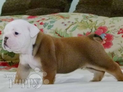 Miniature Bulldog or Mini English Bulldog?