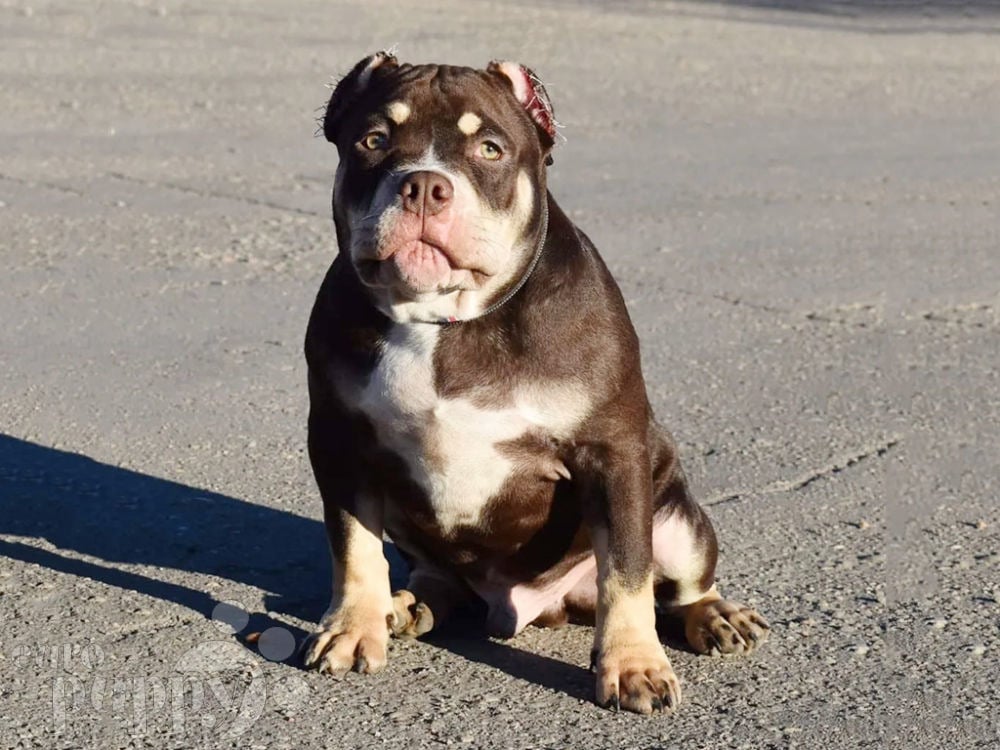 can a american bully live in malaysia