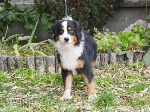 Pastor Australiano puppy