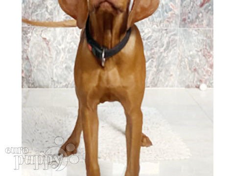 Vizsla puppy