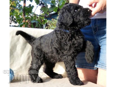 Ruso Negro Terrier puppy
