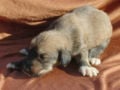 Saluki puppy for sale