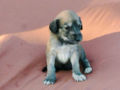 Saluki puppy for sale