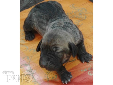 Fila Brasileiro puppy for sale