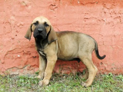 Fila Brasileiro puppy
