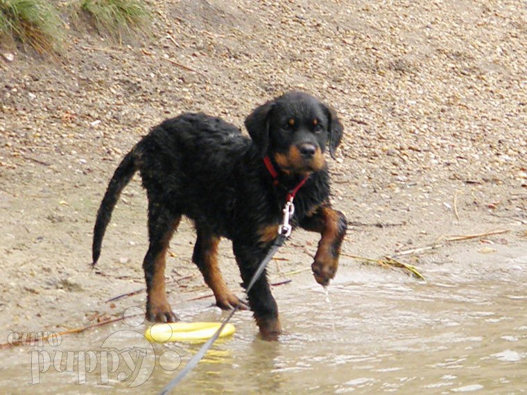 Rottweiler puppy