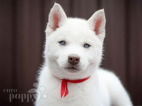 Siberian Husky puppy for sale