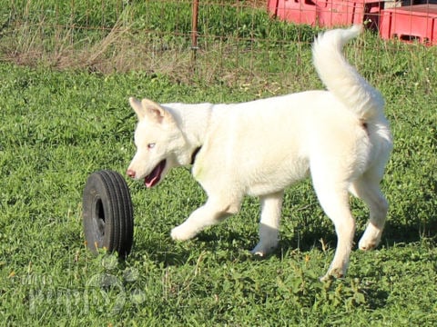 Husky Siberiano puppy