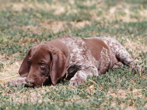 Pointer Alemán puppy