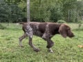 German Pointer puppy for sale