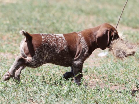 Pointer Alemán puppy