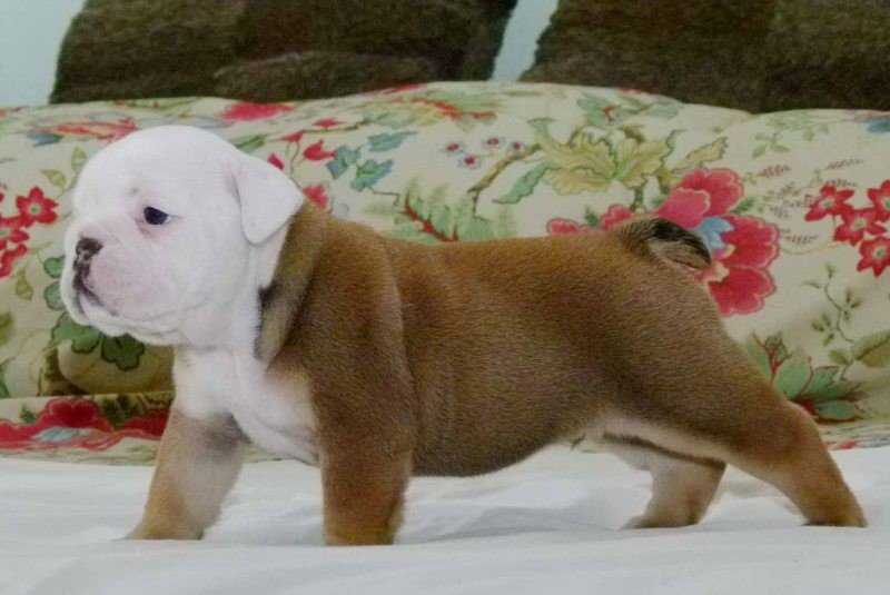 Miniature Bulldog or Mini English Bulldog?