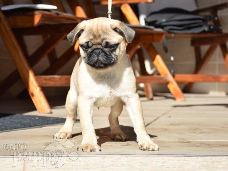 Pug puppy