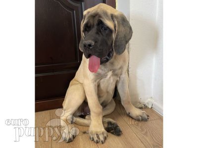 apricot mastiff