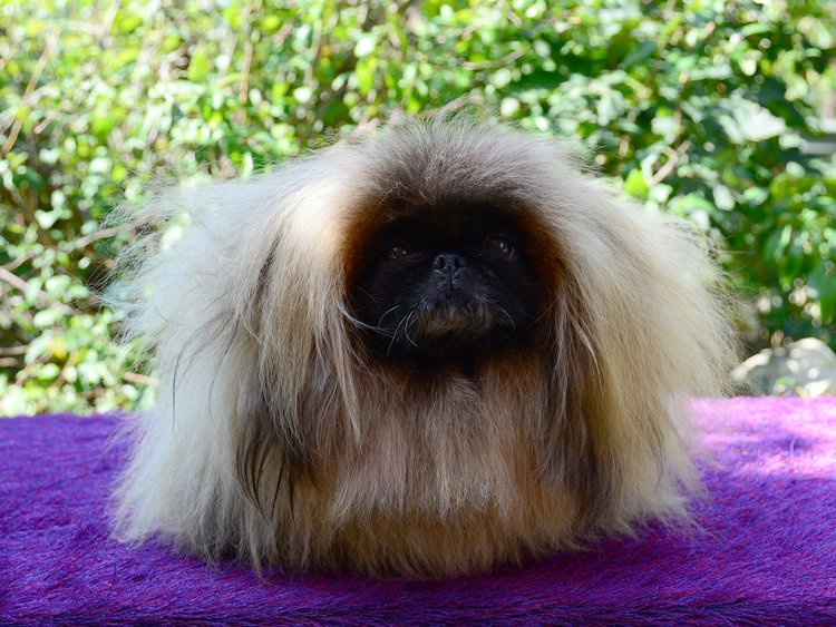 pekingese