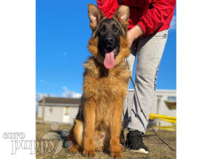 German Shepherd Dog puppy