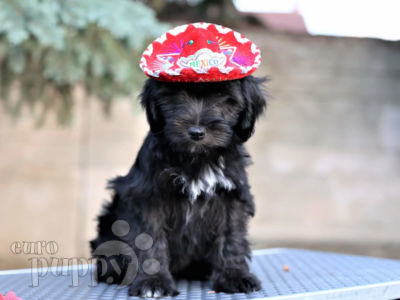 Terrier Tibetano puppy