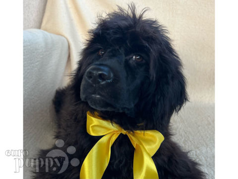 Portugiesischer Wasserhund puppy