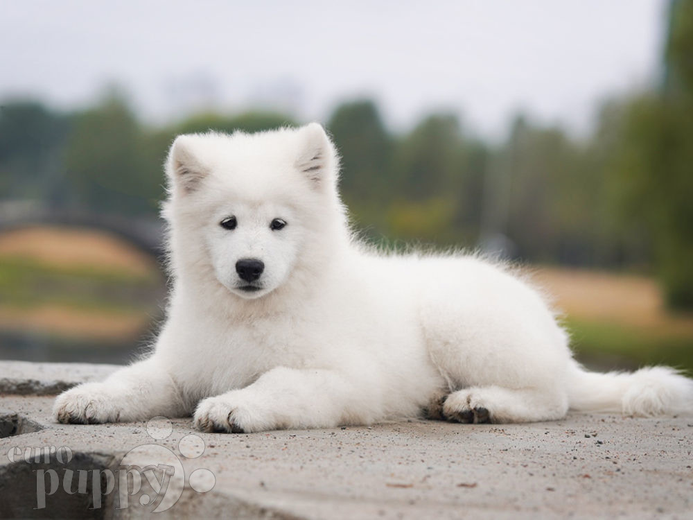 how much is a samoyed puppy usa