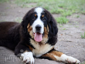 Berner Sennenhund puppy