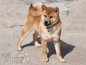 Shiba Inu puppy