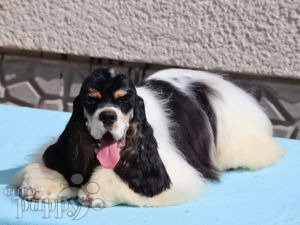 can a american cocker spaniel and a french bulldog be friends