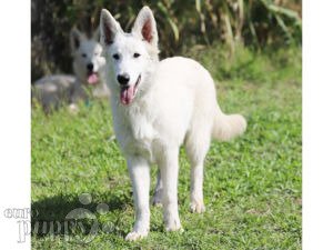 white irish shepherd