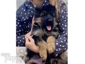 how much are german shepherd puppies for sale