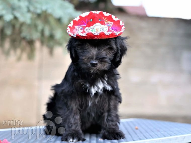 Terrier Tibetano puppy