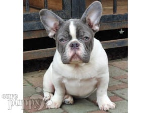 grown white french bulldog