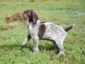 German Pointer puppy for sale