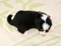 Bernese Mountain Dog puppy for sale