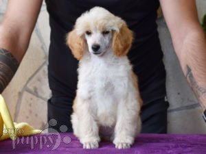 Standard Poodle Puppies For Sale | Euro Puppy