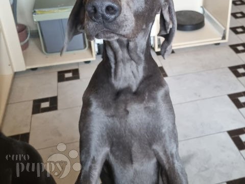 Weimaraner puppy for sale