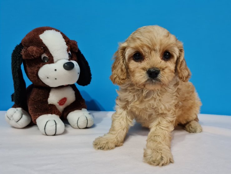 how big does a cavapoo get